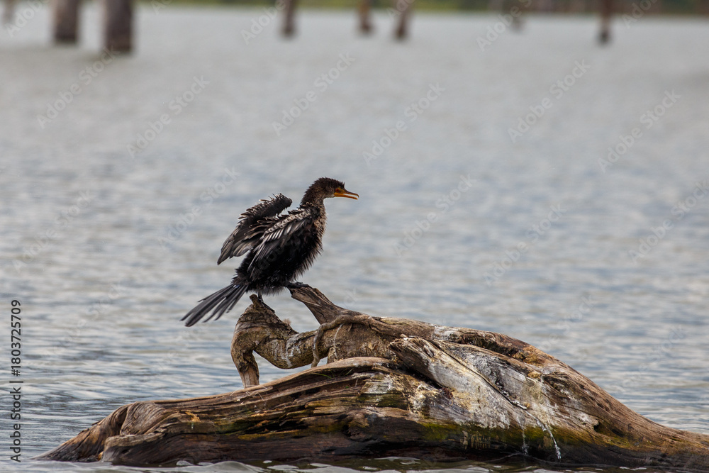 Fototapeta premium Cormorán Africano o Pato Aguja secando sus alas al sol, posado en un tronco flotante en el Lago Naivasha, Kenia.