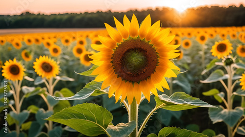 Beautiful sunflower in warm sunset light in summer meadow. Calm tranquil moment in countryside. Sunflower growing in evening field. Atmospheric summer wallpaper, space for text