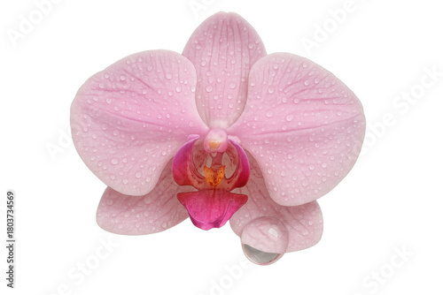 Pink orchid flower with water drops blooming, creating a delicate natural beauty isolated on transparent background
