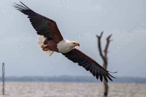 Águila Pescadora Africana alzando el vuelo con un pez recién pescado sobre las aguas del Lago Naivasha, Kenia.
