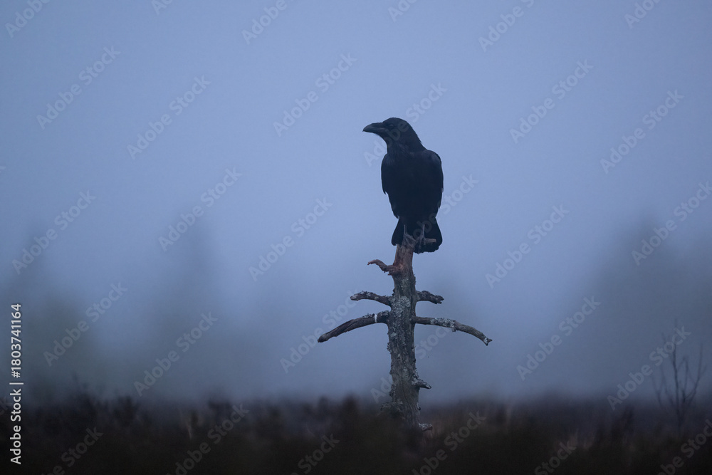 Fototapeta premium A raven at dawn in the bog