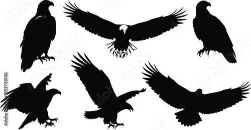 Illustration of a collection of majestic eagle silhouettes showcases the power and grace of these birds of prey, isolated on each pose captures the essence of freedom