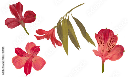 Flowers on a transparent background. A set of flowers and leaves of pink alstroemeria.