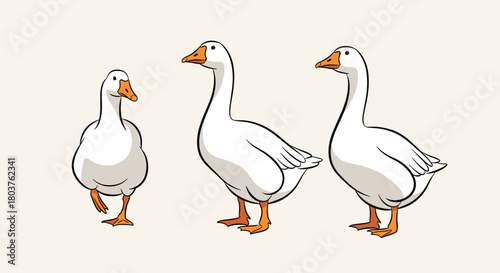 Three white geese stand in a row looking in different directions.