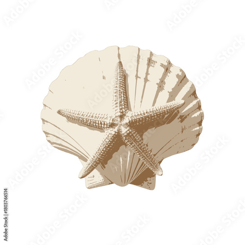 Seashell and Starfish Combination Against White Background Natural Marine Life Detailed Texture