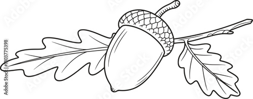 Stunning acorn and oak leaves on branch, perfect for autumn nature designs and educational materials