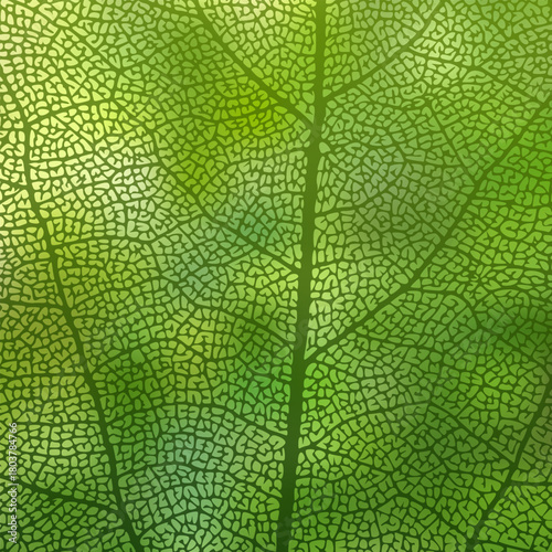 Leaf vein texture abstract background with close up plant leaf cells ornament texture pattern. Green organic macro linear pattern of nature leaf foliage vector illustration.