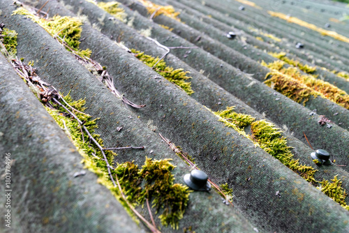 Close up view of an old, corrugated roof covered in moss and lichen. Weathered texture and natural growth