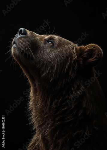 Majestic Brown Bear Head Portrait Looking Up Against Dark Background