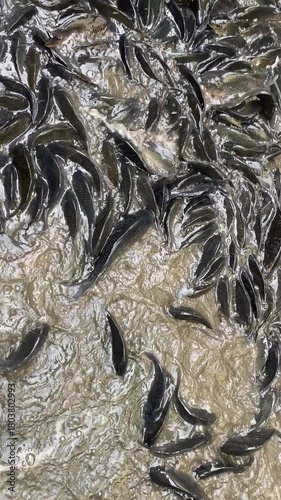 fish on ice