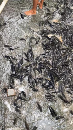 fish in the water
