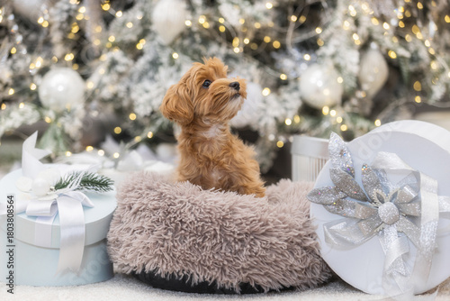small maltipoo under the Christmas tree