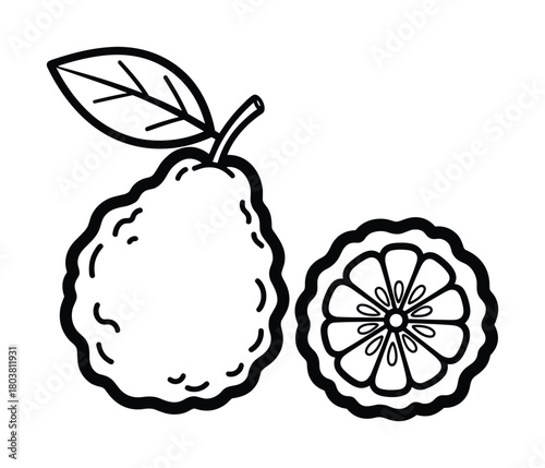 Bergamot fruit whole and slice vector illustration in outline style. Healthy vegetarian food.