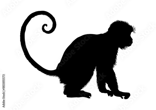 Papier peint black silhouette of a monkey or macaque without background