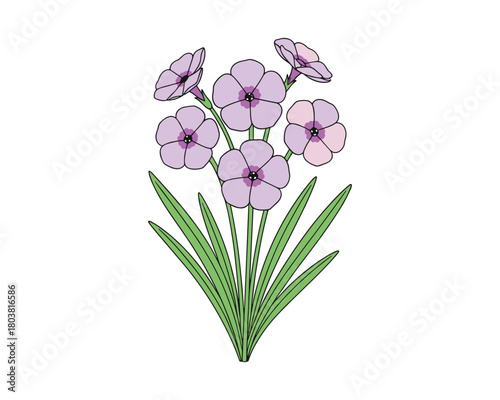 Phlox bunch illustration. Floral phlox illustration with lilac flowers and green leaves.