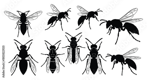 Silhouette of various wasp isolated on vector illustration of insect in different poses