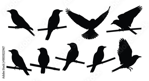 Silhouette of various birds perched on branches and flying isolated on vector illustration