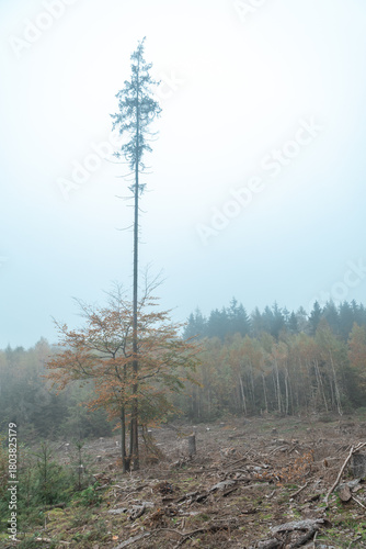 Foggy autumn forest. Nature walk for mushrooms. deforestation