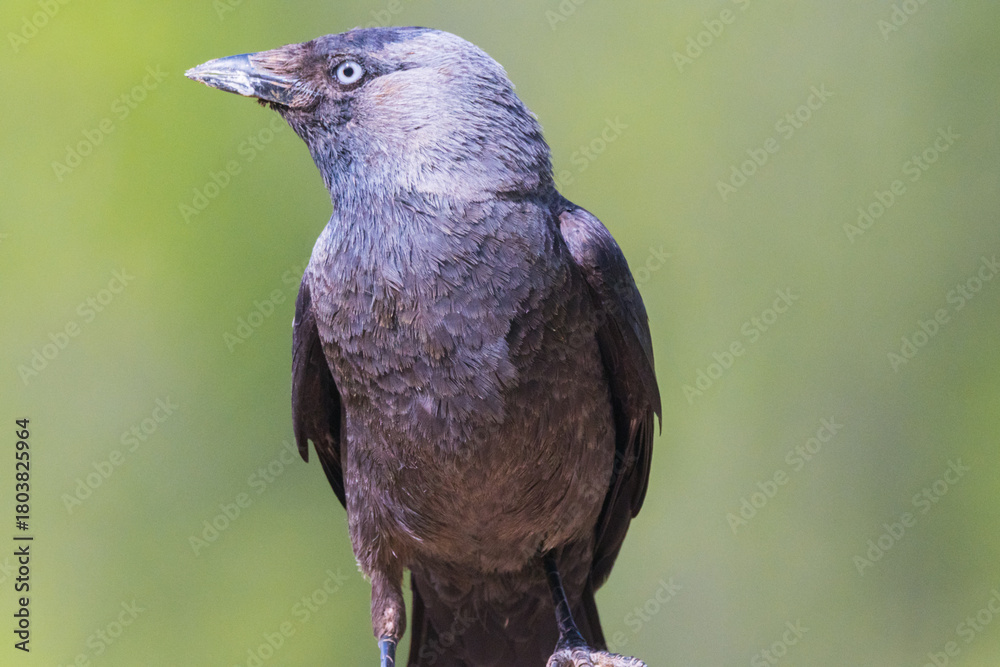 Obraz premium Western jackdaw, Coloeus monedula. In profile