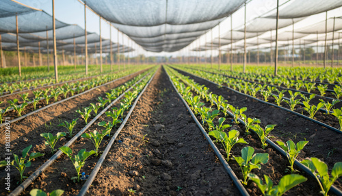 Wallpaper Mural Automated drip irrigation lines in vegetable farm under shade netting, smart control valves optimize water usage, promoting healthy plant growth and efficient agriculture Torontodigital.ca