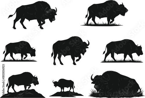 Buffalo silhouettes collection, standing, grazing, walking, lying, horned animals, wild cattle, strong poses, wildlife design, flat vector