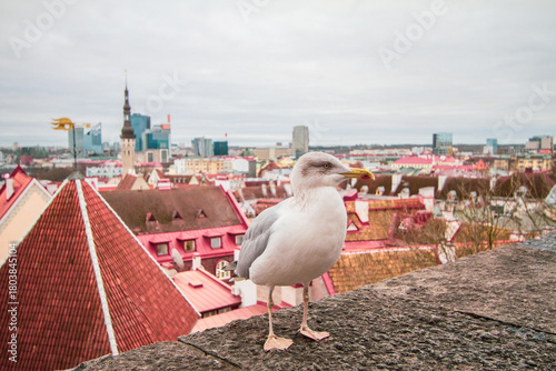 Aerial view on the old town with main central square in Tallin, Estonia