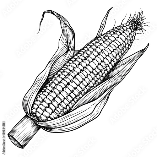 Monochrome Illustration of an Ear of Corn with Kernel Details and Husk Leaves on White Background