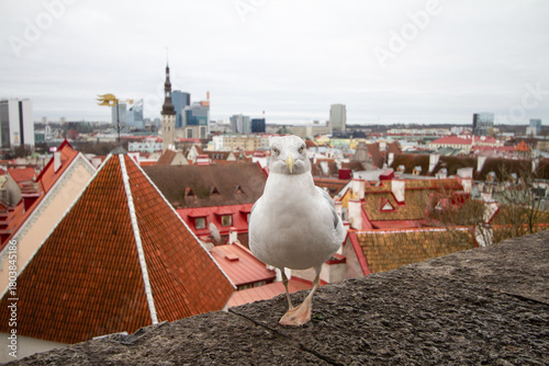 Aerial view on the old town with main central square in Tallin, Estonia