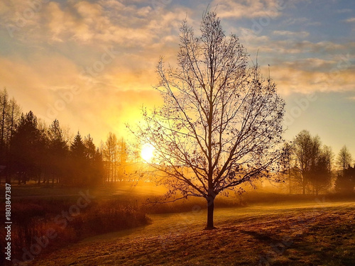 Golden November Daybreak with Single Tree against Morning Sky