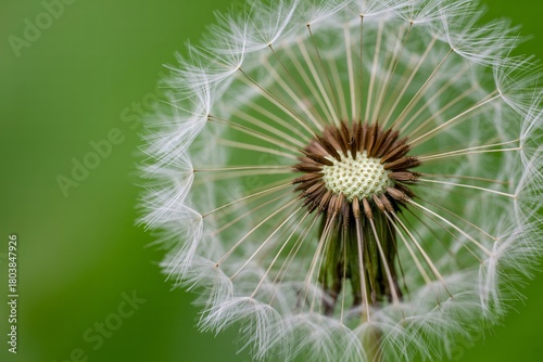 Delicate dandelion seed head poised for flight against a vibrant green blurred background, symbolizing new beginnings and natural wonder