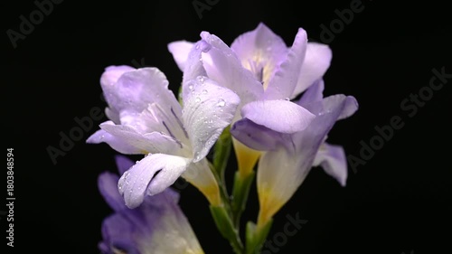 Soft Lavender Freesia Flowers and Buds on black Background