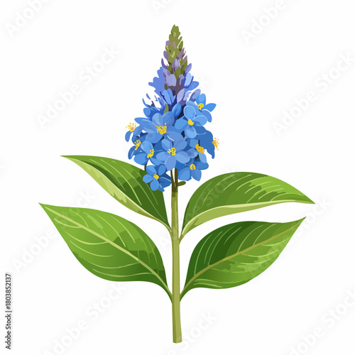 Blue flowering plant with green leaves with transparent background