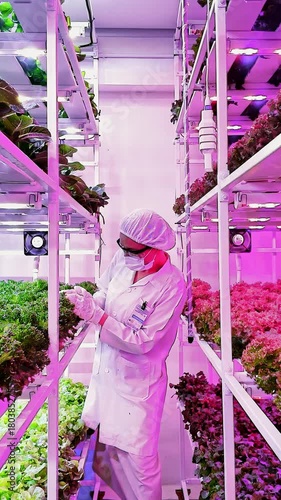 Scientist inspects leafy greens in a vertical hydroponic farm under LED grow lights. Modern agriculture innovation ensures clean, sustainable food production in urban environments using smart tech.