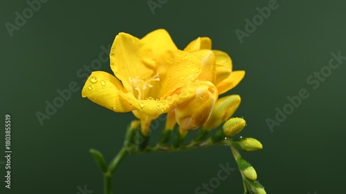Yellow Freesia Flowers and Buds on a green Backdrop