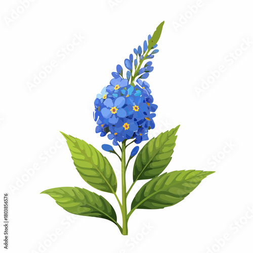 Blue forget-me-not flower sprig with leaves with transparent background