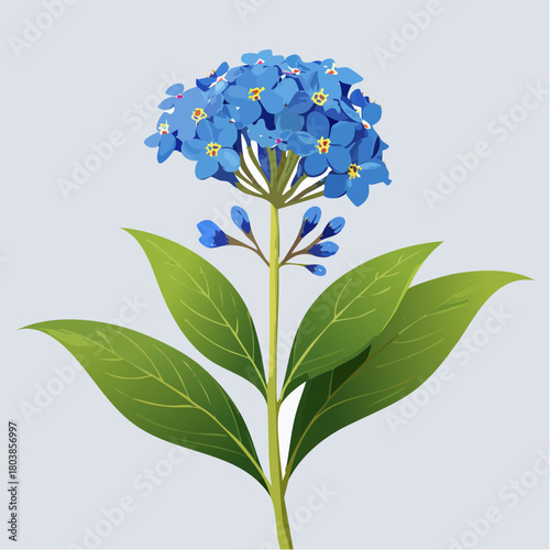 Blue forget-me-not flower with green leaves