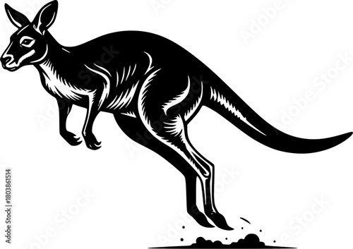 kangaroo vector illustration