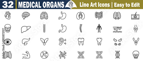 Collection Human Anatomy Medical Organ Line Art Icons Set Of 32 Drawings of Internal Organs, Including Brain, Heart, Lungs, Intestines, Liver, Bones, Spine, Tooth, DNA, and more Transparent BG.