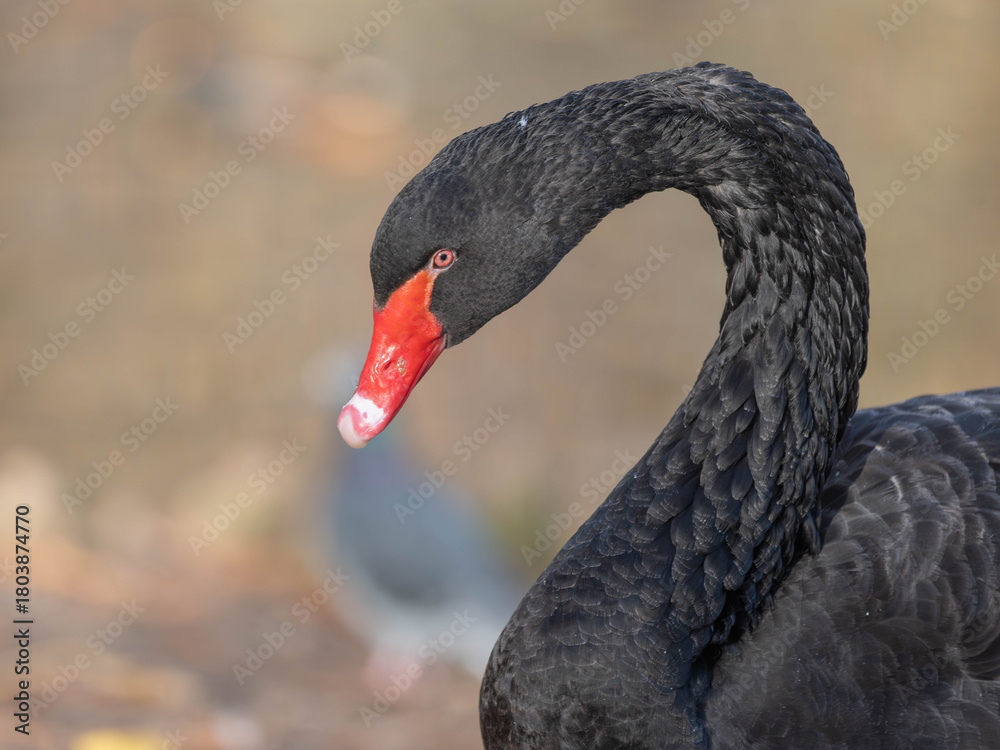 Fototapeta premium Close up Portrait of a Black Swan with free Space. High quality photo