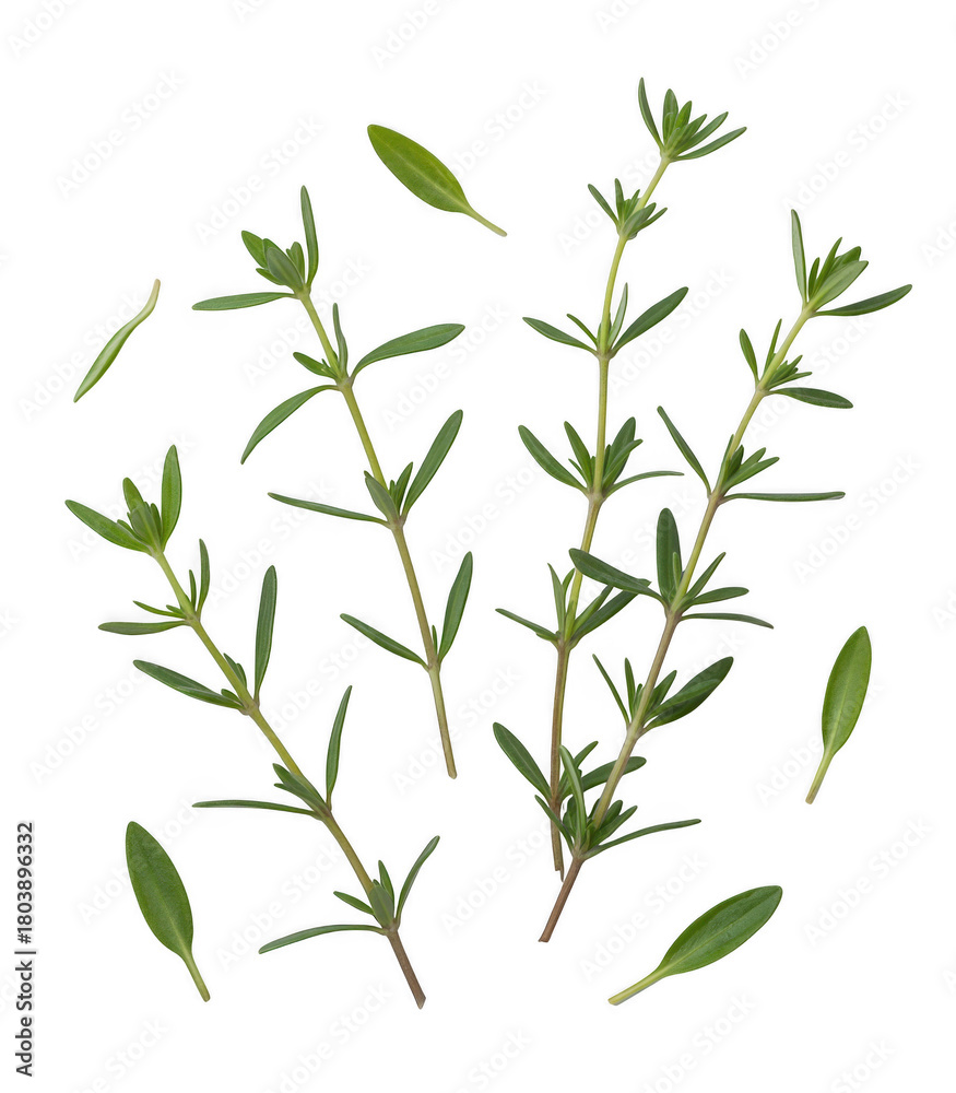Fototapeta premium Green herb sprigs scattered isolated on a transparent background