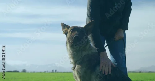 Fototapeta Standing large shepherd dog wearing collar on meadow, owner wearing jacket and jeans holding leash