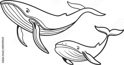 Majestic humpback whales swimming gracefully, a simple yet powerful vector art illustration perfect for ocean conservation and educational projects