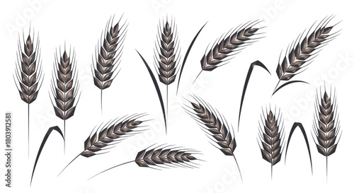 A Collection of Hand Drawn Illustrations of Wheat Stalks and Ears in Various Arrangements and Poses
