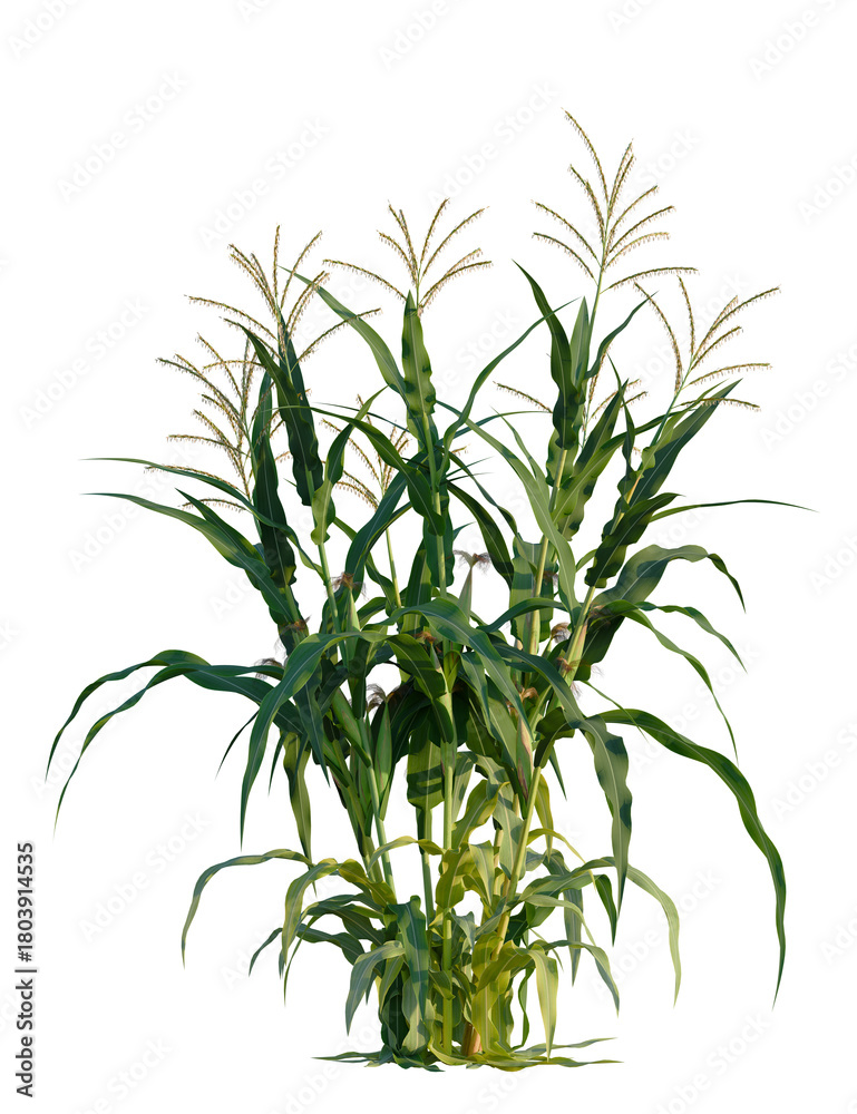 Fototapeta premium Zea mays tree, front view, cutout, transparent background, isolate, Lush green corn stalks blowing gently in summer breeze, perfect for design