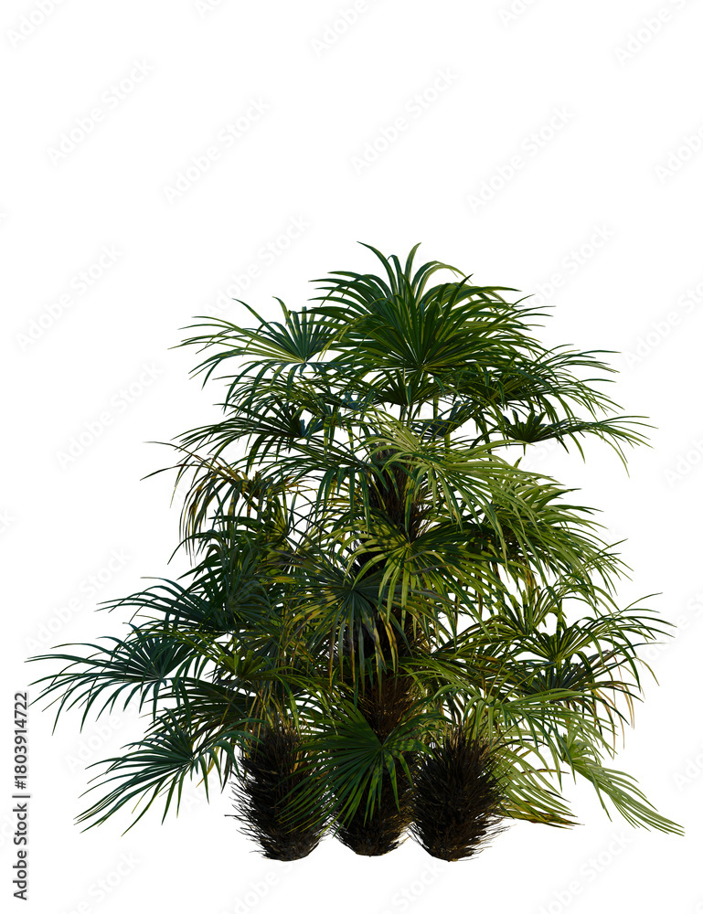 Fototapeta premium Rhapidophyllum hystrix tree, front view, cutout, transparent background, isolate, Lush green palm tree thrives, adding tropical elegance and serene beauty