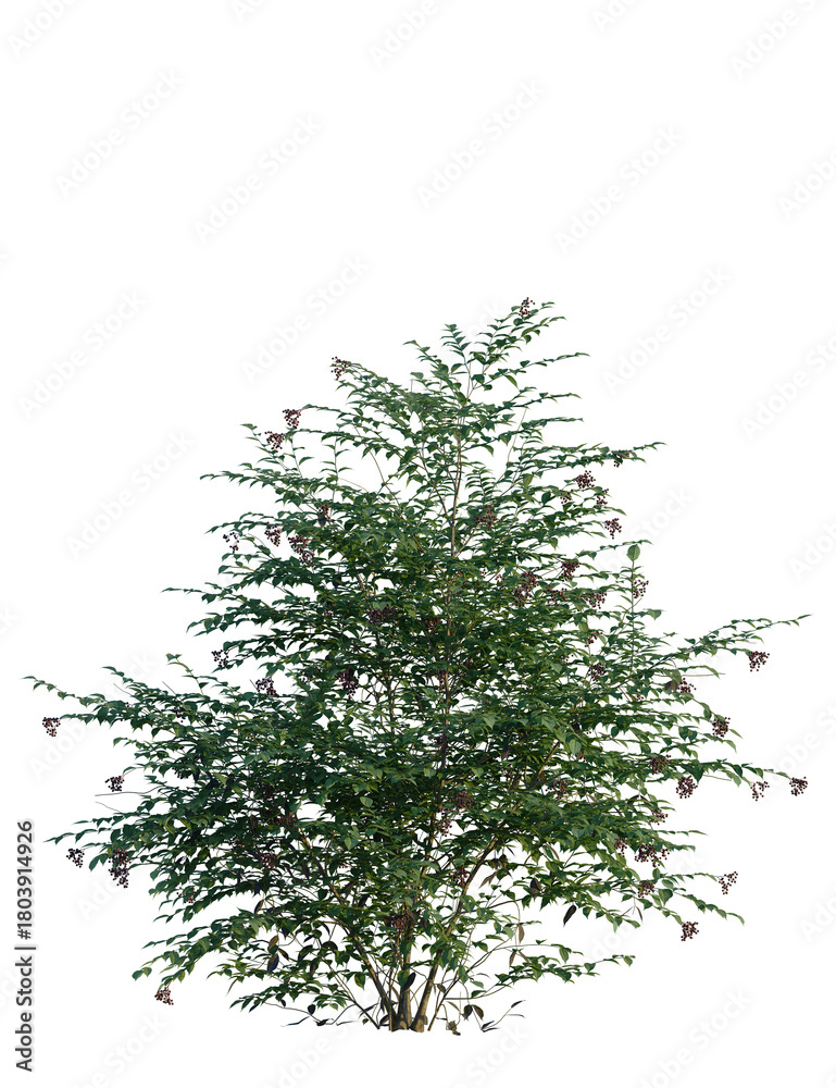 Fototapeta premium Sambucus nigra tree, front view, cutout, transparent background, isolate, Vibrant green bush with dark berries offers natural beauty for your designs