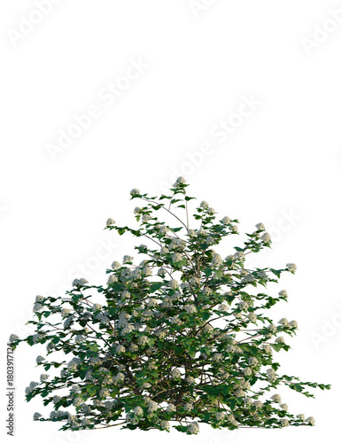 Physocarpus opulifolius tree, front view, cutout, transparent background, isolate, Lush blooming bush with delicate white flowers and green leaves