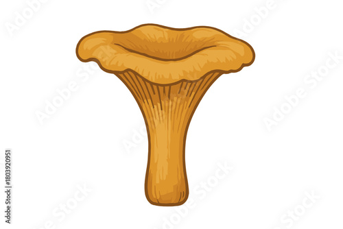 Edible golden chanterelle fungus with trumpet shape and wavy cap on white background