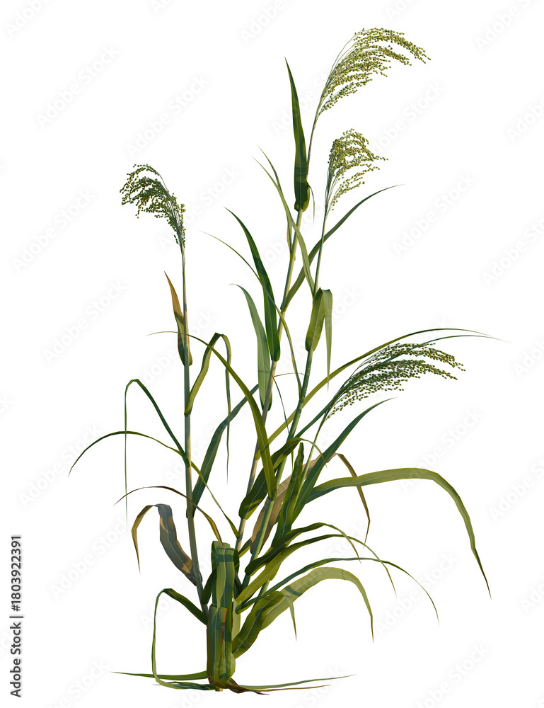 Fototapeta premium Panicum miliaceum tree, front view, cutout, transparent background, isolate, Vibrant green reeds swaying gently, perfect for nature-inspired designs