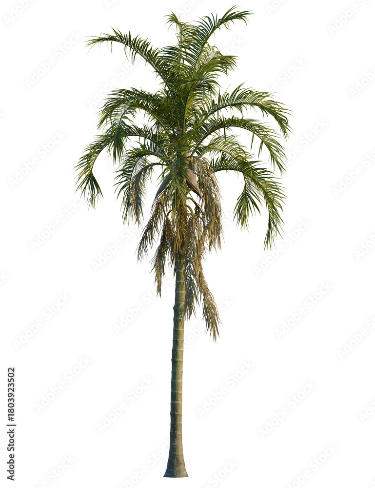 Fototapeta premium Syagrus botryophora tree, front view, cutout, transparent background, isolate, Elegant palm tree isolated for tropical vacation destination designs